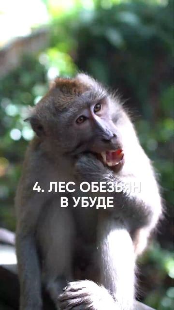 Топ-10 лучших мест на БАЛИ, которые обязательно нужно увидеть! смотреть онлайн