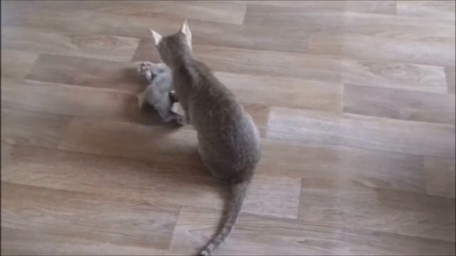 Обучение боевым искусствам смотреть онлайн