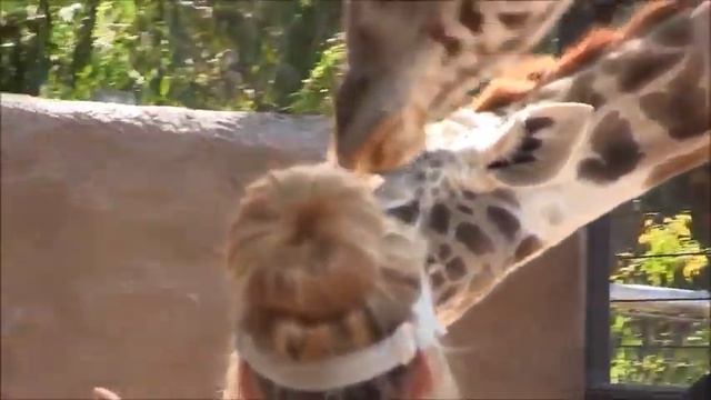 California.Зоопарк в Сан-Диего.Ч 4. Ну ничего себе язык у жирафа! смотреть онлайн