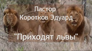 Приходят львы