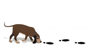 ПОДБИРАЕМ СОБАКУ ДЛЯ РАБОТЫ С ЗАПАХОМ !!! КАК ПРАВИЛЬНО ЭТО СДЕЛАТЬ ??? ДАВАЙТЕ РАЗБИРАТЬСЯ