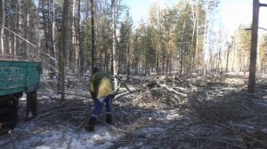 Поехали на тракторе МТЗ-80Л на деляну. Прицеп полный дров, а выехать не можем, сломалась дышлина!