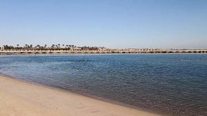 Альбатрос дана бич, февраль 2022