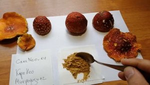 ШЛЯПКИ ИЛИ ПОРОШОК? что выбрать для микродозинга мухоморов?