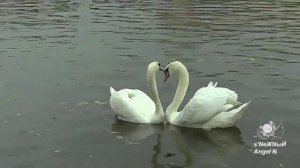 Александра Воробьёва - Лебединая верность - автор ролика s’NеЖNыЙ Angel N.