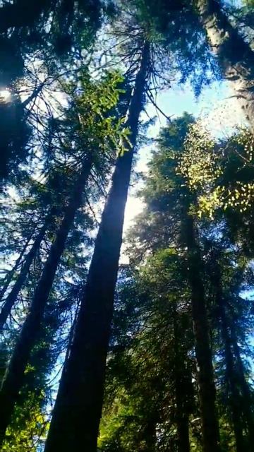 #отдых #природа #лес #горы #архыз смотреть онлайн