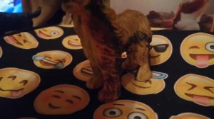 АБЗОР ИГРУШЕК СОБАК. 😘