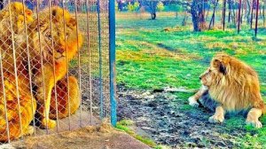 Лев Марсель никогда так не делал, но перед смертью он стал приходить к вольеру своих детей и сидеть