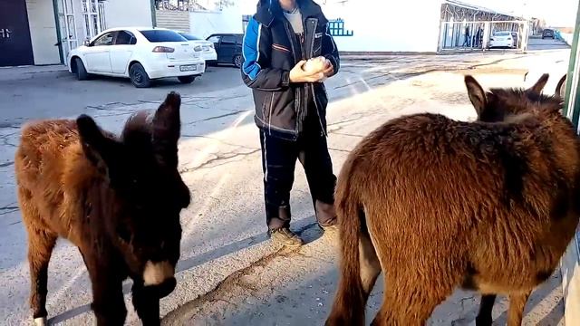 февраль 2017г п Кавказ атака ослолв смотреть онлайн