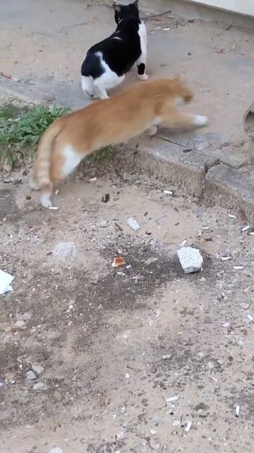 Коты гуляют во дворе 😺 Cats walk in yard 😻 Lustige katzen Kucing lucu Gatos engraçados graciosos смотреть онлайн