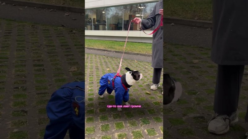 О рывках поводком #воспитаниесобак #собака #кинолог #животные