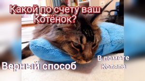 Какой по счету Ваш котёнок . Первый, второй и т.д Мейн кун Сева.