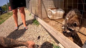 Эко ферма "Наша дача" хутор Молькино