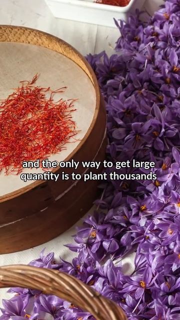 Why Does This Spice Costs $5,000/LB!? смотреть онлайн