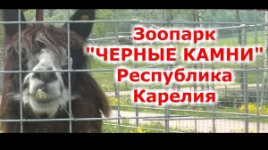 "Черные Камни" Зоопарк Республика Карелия Первая поездка 27.04.20