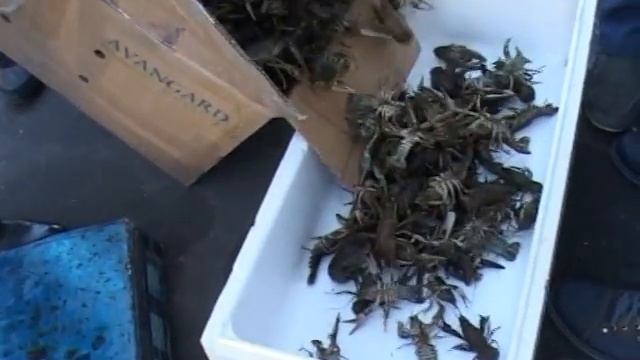 В Одесі виявлено понад 350 кг незаконно виловлених раків та креветок смотреть онлайн