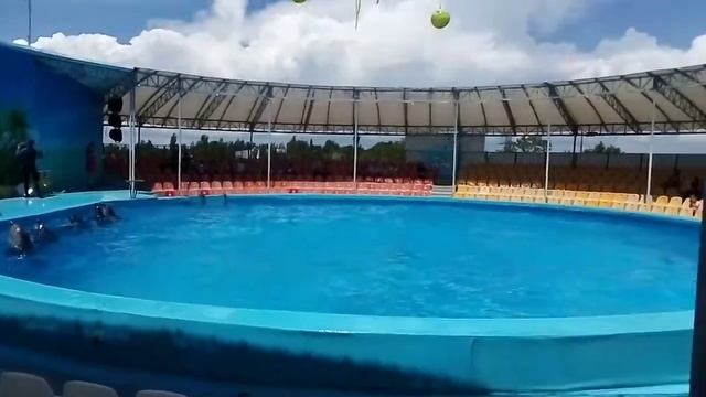 Бердянск дельфинарий смотреть онлайн