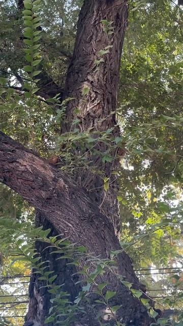 Белки играют в салочки центр Бишкека смотреть онлайн