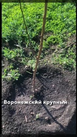 Новые саженцы
