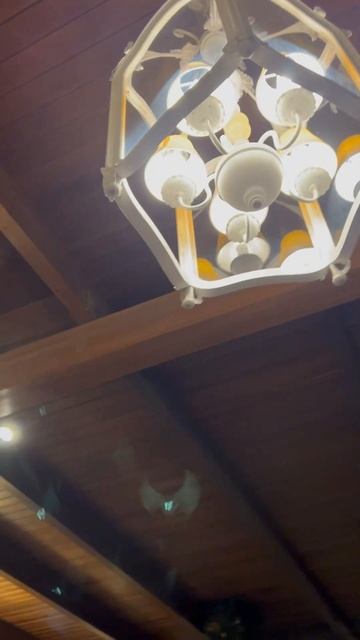 Ресторан Ковчег #анапа #набережная #едаялюблютебя #блюдо #ресторан #shorts #food #shortsvideo смотреть онлайн