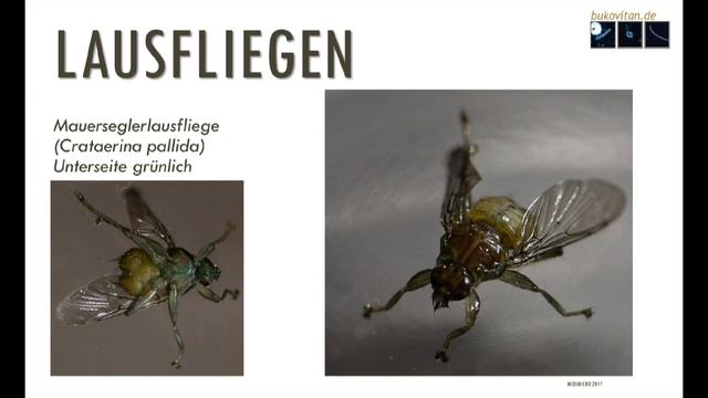 Vorsicht vor Lausfliegen 🍄 смотреть онлайн