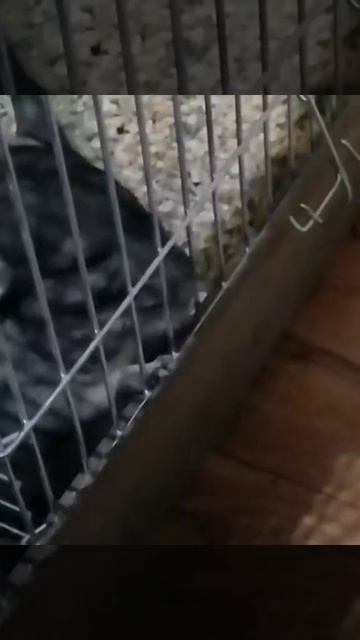 Шиншилла и лабрадор смотреть онлайн