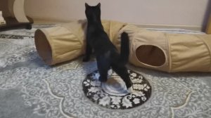 кот Яша с новым девайсом