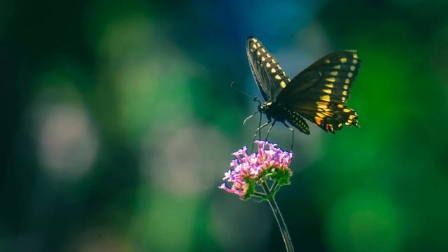 От безысходности незнакомка уговорила таксиста стать “мужем на вечер“. Но войдя в квартиру, парень. смотреть онлайн