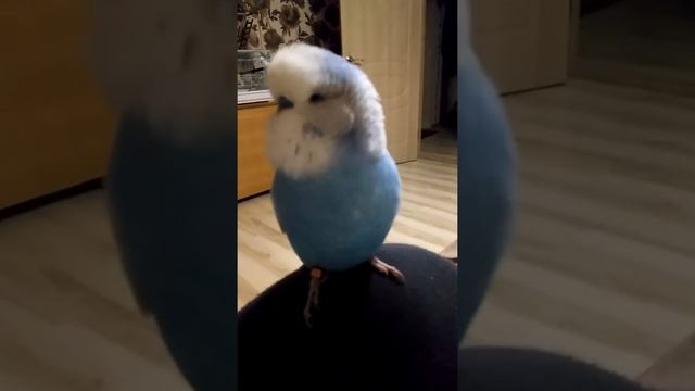 Говорящий попугай Пончик 🐦