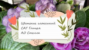 Цветение глоксиний САТ Глицея и АО Стелла