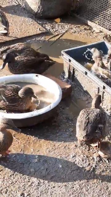 Подсадные утки смотреть онлайн