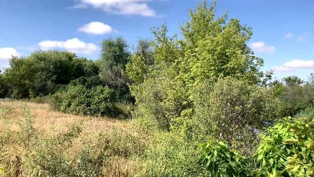 Экспедиция за муравьями по северу Ростовской области 2024 - песчаные степи и испепеляющее солнце. смотреть онлайн