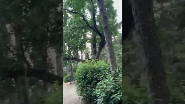 день рождения Пушкина. Гурзуф