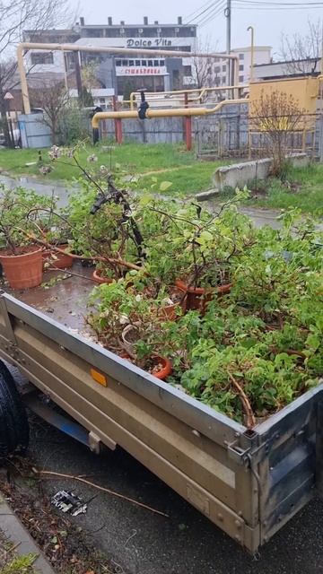 Бугенвилия смотреть онлайн