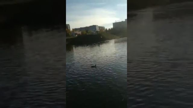 Кстово,утки в городском пруду ,осень смотреть онлайн