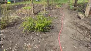 Жизнь Деревенская. Первый день выпустила корову