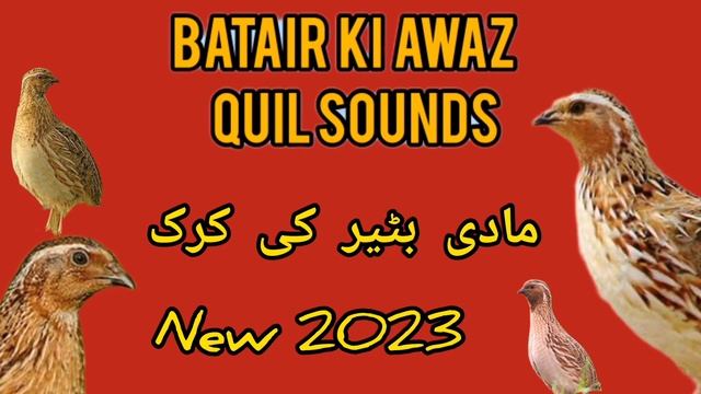 Madi batair ki awaz مادی بٹیر کی آواز