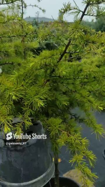 утренний оброботка сопряжена с некачественной обработкой #garden #сад #дача #уходзарастениями смотреть онлайн