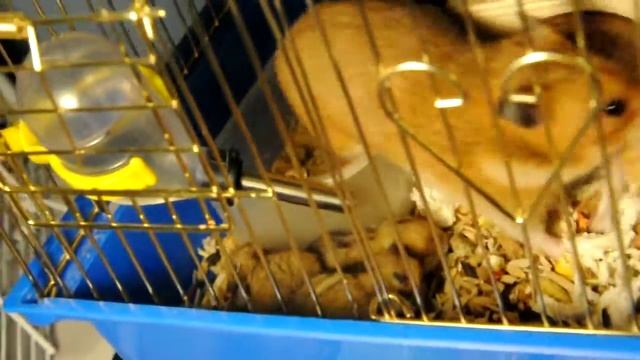 Хомяки помет от 01/12/2015 смотреть онлайн