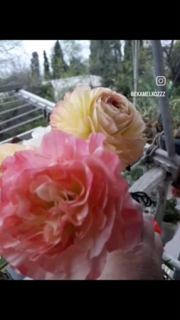 Нежность #ранункулюс #ranunculus