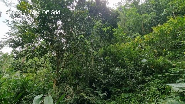 How to take care of the vegetable garden, Helping parents raise pigs, Life at home  | Ep.23 смотреть онлайн