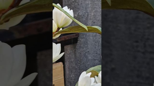 Вечнозелёная Magnolie Fary Blush, 01.05.2024 А запах стоит Потрясающий 🙏🙏🙏 смотреть онлайн