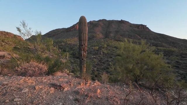 ЕМ КАКТУСЫ и мексиканскую еду в пустыне Сонора. Влог из Тусона штат Аризона смотреть онлайн