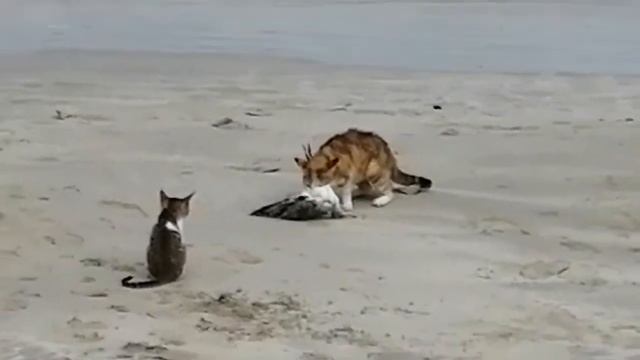 ОАЭ,Шарджа ,отель citymax, наш пляж! Местные кошаки поймали чайку! смотреть онлайн