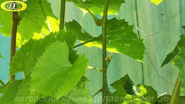 Почему пожелтели листья винограда и что делать. Виноград летом. смотреть онлайн