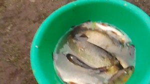 VID_20250425_084426.mp4 рыбалка поймал язь, плотва  , окунь и линя 🎣