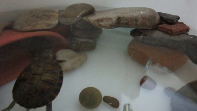 Five advices for the well being of turtles Trachemys scripta смотреть онлайн