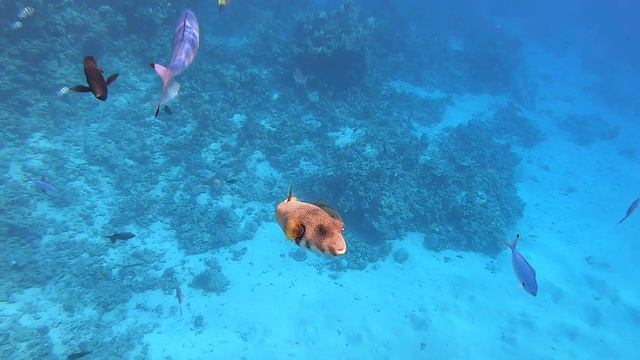 island view resort , подводный мир. смотреть онлайн