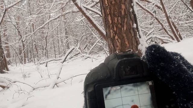 лесные обитатели | зимний Кемерово смотреть онлайн