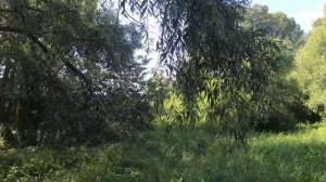 Природа. Лес.  Река Обь. Пение птиц, Красивая музыка.